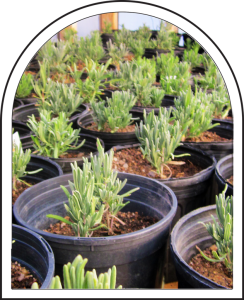 Lavender plants